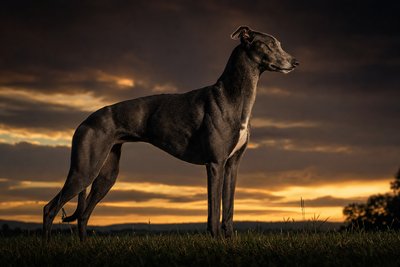 Elegant greyhound in athletic profile at dusk — the breed behind greyhound racing simulation games