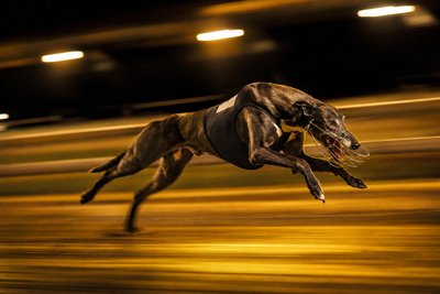 Greyhound at full speed in motion blur